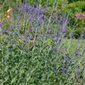 Perovskia atriplicifolia 'Blue Haze'