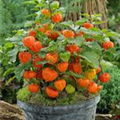 Physalis alkekengi 'Halloween'