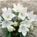 Platycodon grandiflorus 'Fuji White'