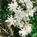 Magnolia stellata 'Milchstraße'