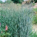 Panicum virgatum 'Heavy Metal'