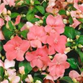 Impatiens walleriana, lachsrosa