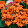 Kalanchoe blossfeldiana 'Calandiva'®