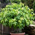 Liquidambar styraciflua 'Autum Color Globe'