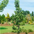 Liquidambar styraciflua 'Fastigiata'