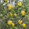 Magnolia x brooklynensis 'Yellow Bird'