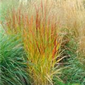 Panicum virgatum 'Rehbraun'