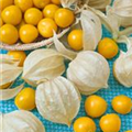 Physalis peruviana 'Goldvital'