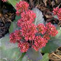 Kalanchoe blossfeldiana 'Outdoor'