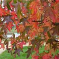 Liquidambar styraciflua 'Parasol'