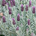 Lavandula stoechas 'Silver Anouk'