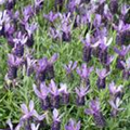 Lavandula stoechas, blau