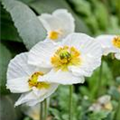 Papaver nudicaule 'Spring Fever'