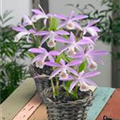 Pleione formosana