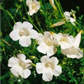 Incarvillea delavayi 'Alba'