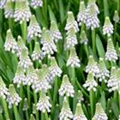 Muscari armeniacum 'Album'