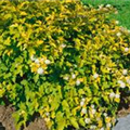 Physocarpus opulifolius 'Golden Nugget'