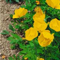 Meconopsis cambrica