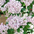 Kalmia latifolia 'Freckles'