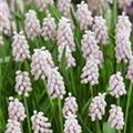 Muscari armeniacum 'Pink Surprise'