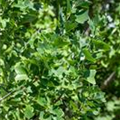 Liriodendron tulipifera 'Edward Gursztyn'