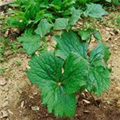 Podophyllum hexandrum 'Majus'