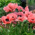 Papaver orientale 'Coral Reef'