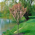 Malus 'Adirondack'