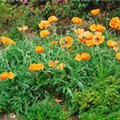 Papaver orientale 'Harvest Moon'