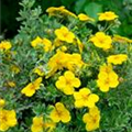 Potentilla fruticosa