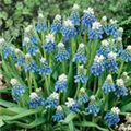 Muscari 'Ocean Magic'