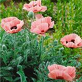 Papaver orientale 'Kleine Tänzerin'