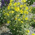 Oenothera tetragona