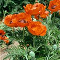 Papaver orientale 'Marcus Perry'