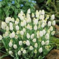 Muscari 'White Magic'