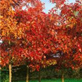 Quercus robur 'Atropurpurea'