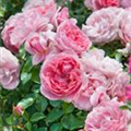 Rosa 'Rosenfee'®