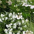 Polemonium caeruleum 'Album'