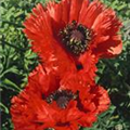 Papaver orientale 'Türkenlouis'