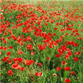 Papaver rhoeas 'Flanders'