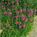 Physostegia virginiana 'Vivid'