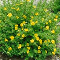 Potentilla fruticosa 'Kobold'