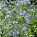 Polemonium reptans 'Stairway to Heaven'®