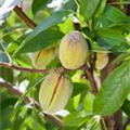 Prunus dulcis 'Dürkheimer Krachmandel'