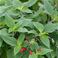 Salvia elegans 'Scarlet Pineapple'