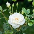 Rosa 'Climbing Iceberg'