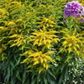 Solidago canadensis