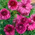 Ranunculus 'Bloomingdale'