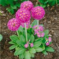 Primula denticulata 'Rose Queen'