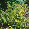 Polypodium vulgare 'Bifido Multifidum'